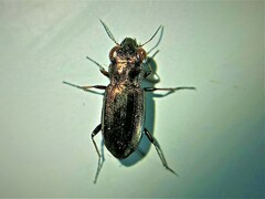 Notiophilus laticollis