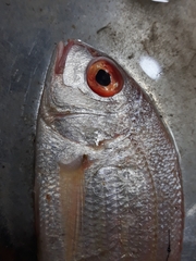 Pagellus bellottii