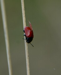 Chrysomela populi