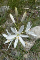 Anthericum liliago