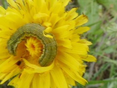 Helicoverpa armigera