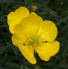 Ranunculus bulbosus