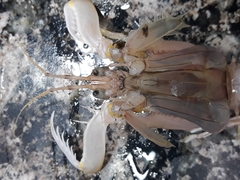 Squillidae