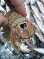 Squillidae