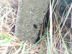 Phyllodromica megerlei