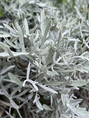 Artemisia thuscula