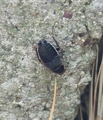 Phyllodromica megerlei