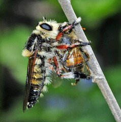 Mallophora macquartii