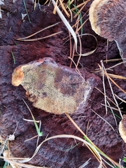 Phaeolus schweinitzii