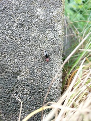 Phyllodromica megerlei