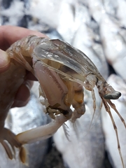 Squillidae