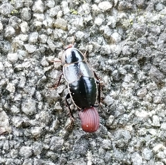 Phyllodromica megerlei