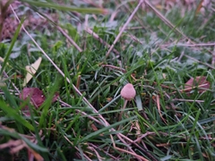 Psilocybe semilanceata