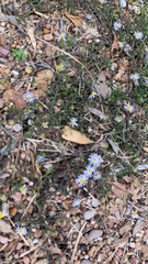 Symphyotrichum divaricatum