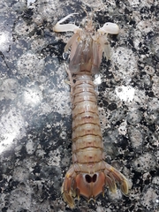 Squillidae
