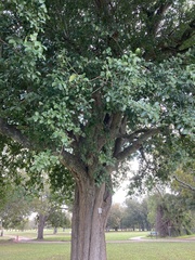 Ehretia anacua