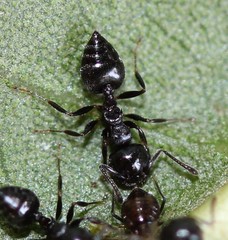 Crematogaster ashmeadi