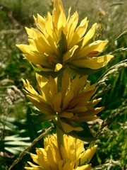Gentiana lutea