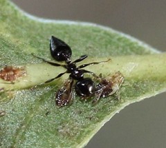 Crematogaster ashmeadi