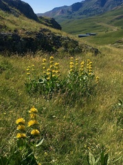 Gentiana lutea