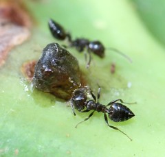 Crematogaster ashmeadi