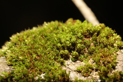 Orthotrichum