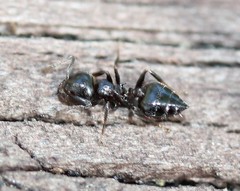 Crematogaster ashmeadi