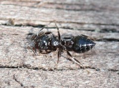 Crematogaster ashmeadi