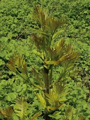 Fraxinus excelsior