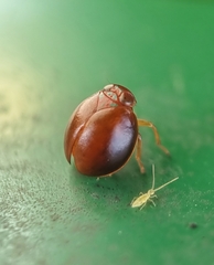 Hemisphaerius