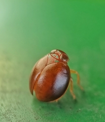 Hemisphaerius