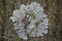 Parmelina tiliacea