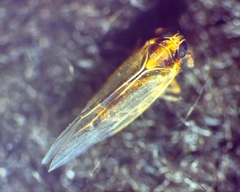 Muellerianella laminalis