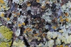 Xanthoriicola physciae