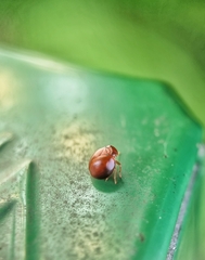 Hemisphaerius