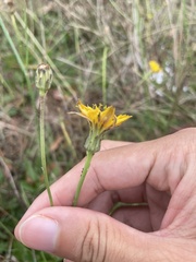 Hypochaeris radicata