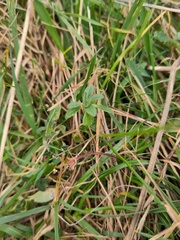 Potentilla reptans