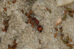 Dasymutilla quadriguttata