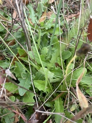 Hypochaeris radicata