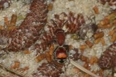 Dasymutilla quadriguttata