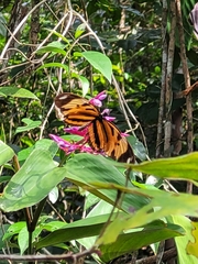 Heliconius ethilla narcaea