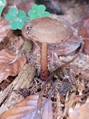 Xerula melanotricha