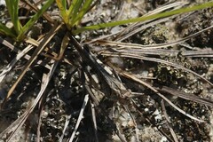 Psinidia fenestralis