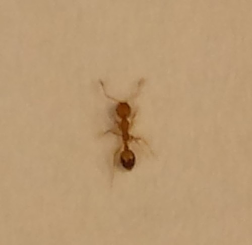 Pharaoh Ant photo 4