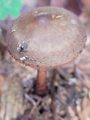 Xerula melanotricha