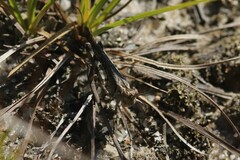 Psinidia fenestralis