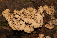 Datronia mollis