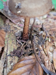Xerula melanotricha