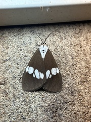 Nyctemera lacticinia