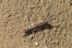 Psinidia fenestralis